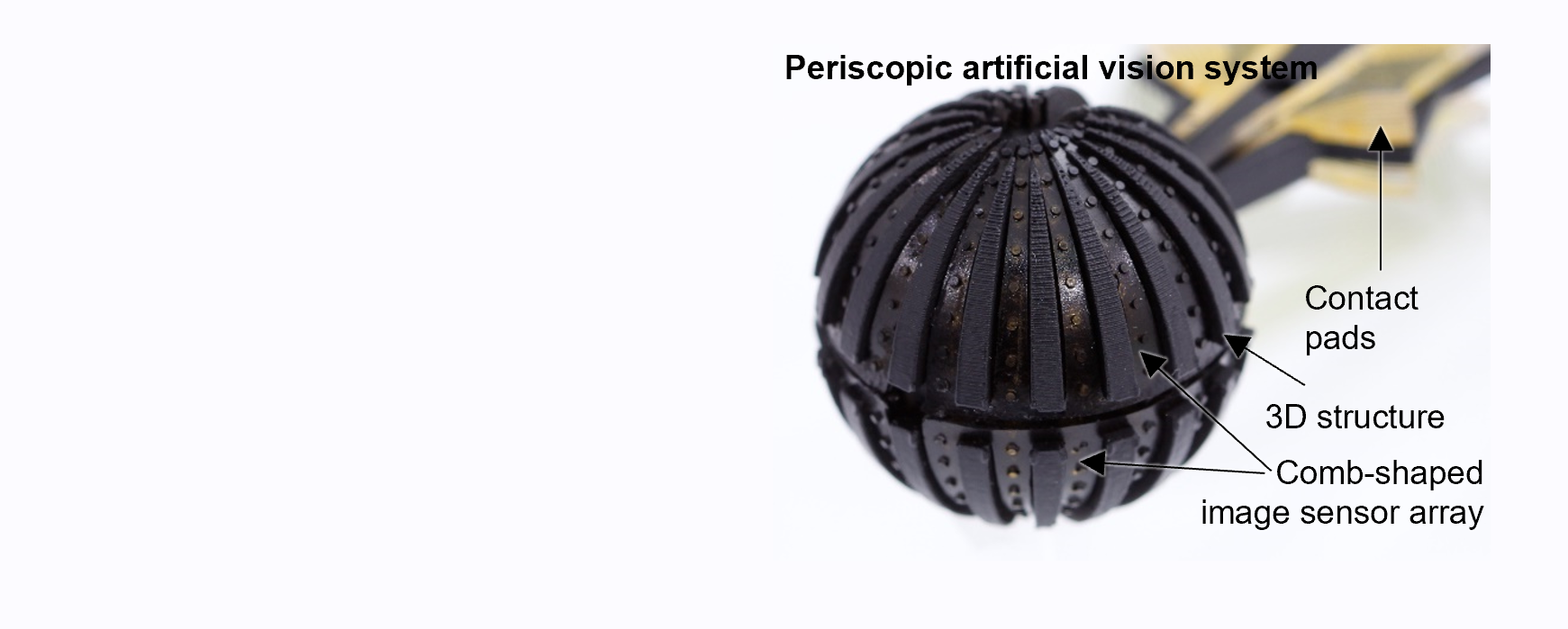 Amphibious and panoramic artificial vision inspired by eyes of fiddler crab