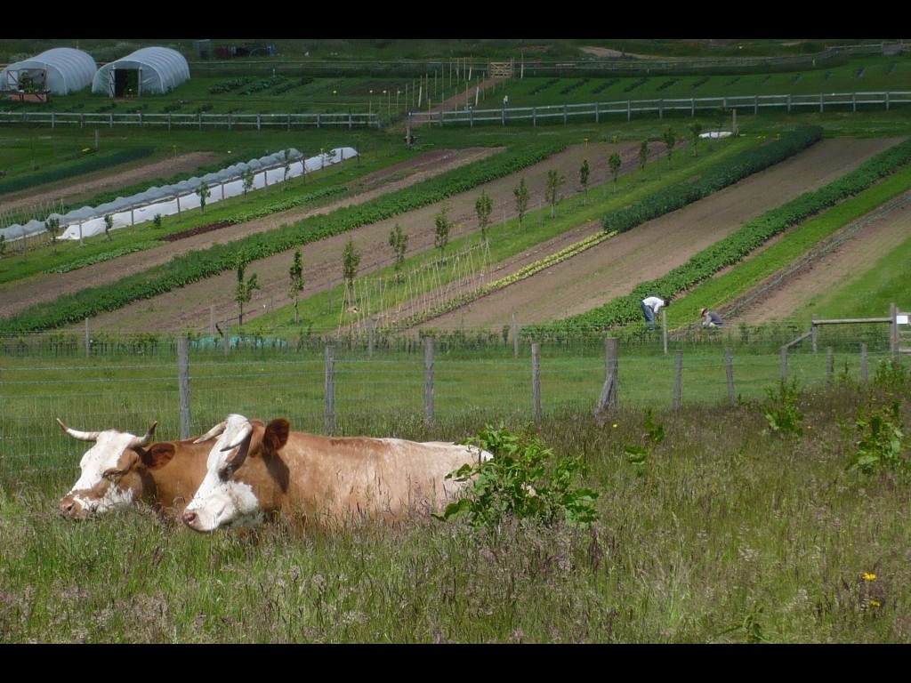 Can systems thinking help identify leverage points for scaling up sustainable food systems?