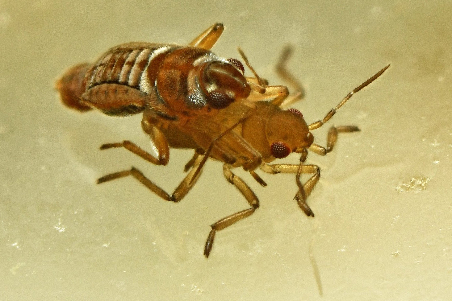 Remarkable mate guarding behavior of the small water strider, Microvelia iriomotensis (Heteroptera: Veliidae)