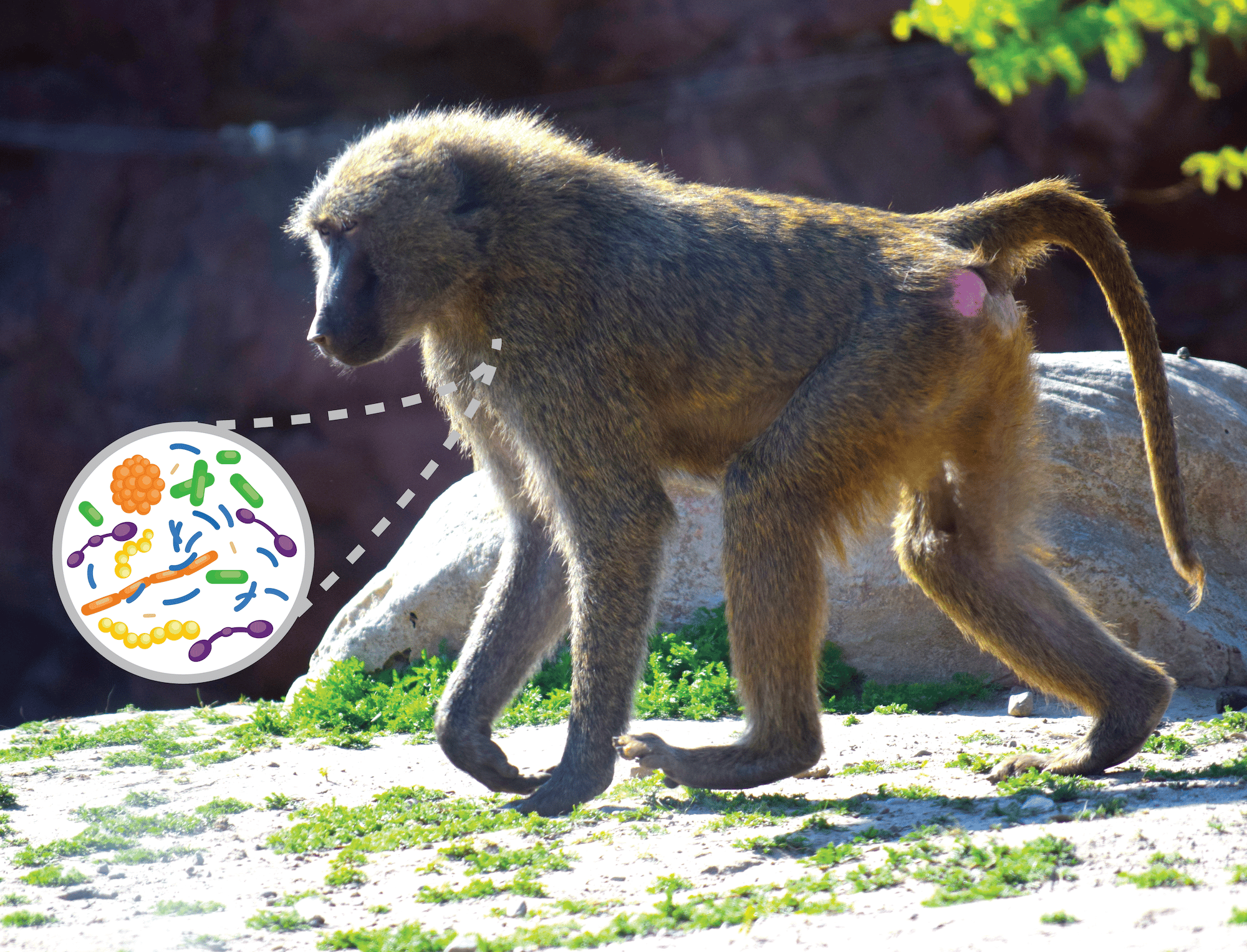 Delving further than "skin deep" into the vertebrate skin microbiome 