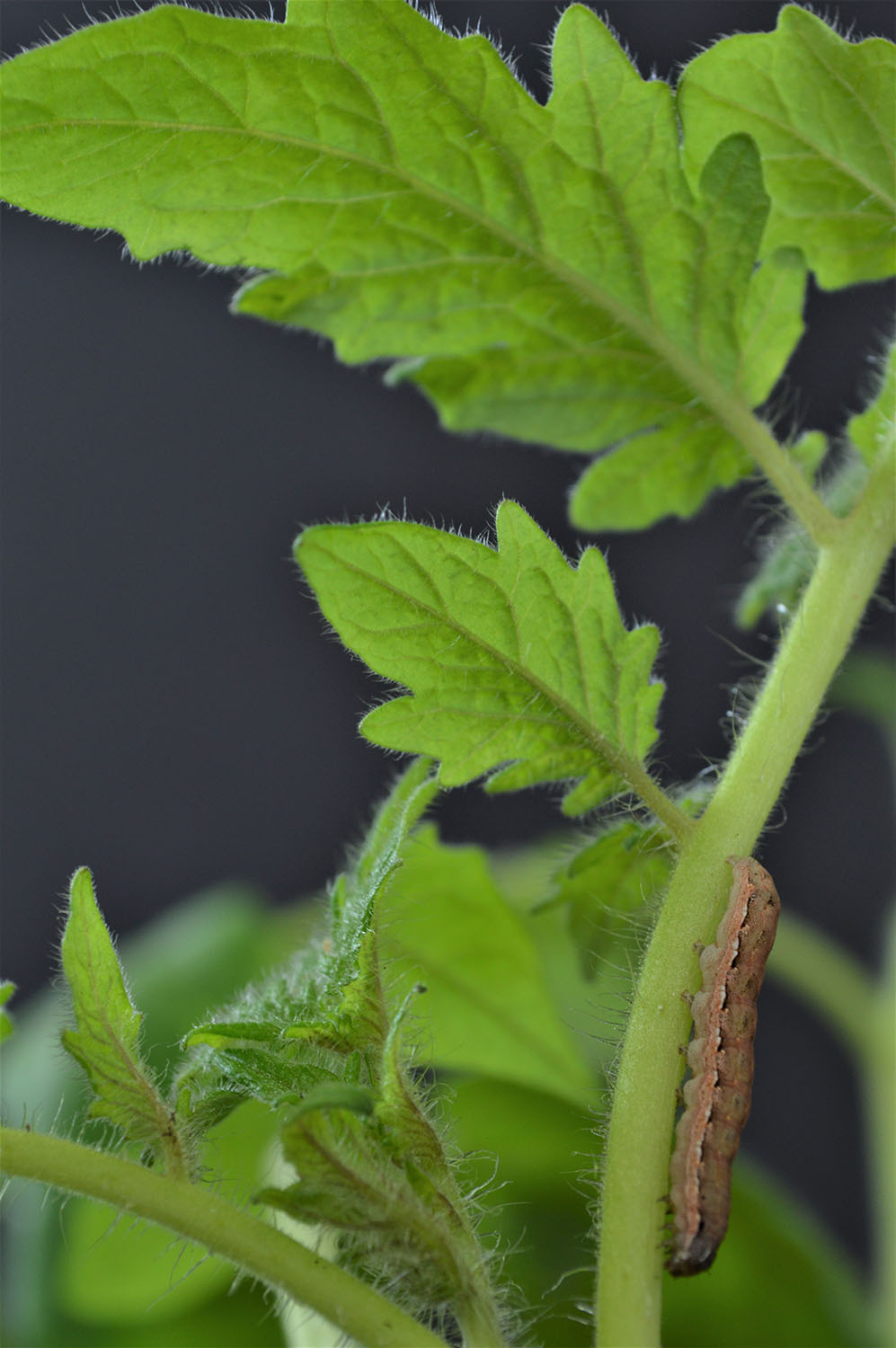 Plant defenses alter insect cannibalism