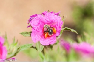 Honeybees may just be the wrong species to protect 