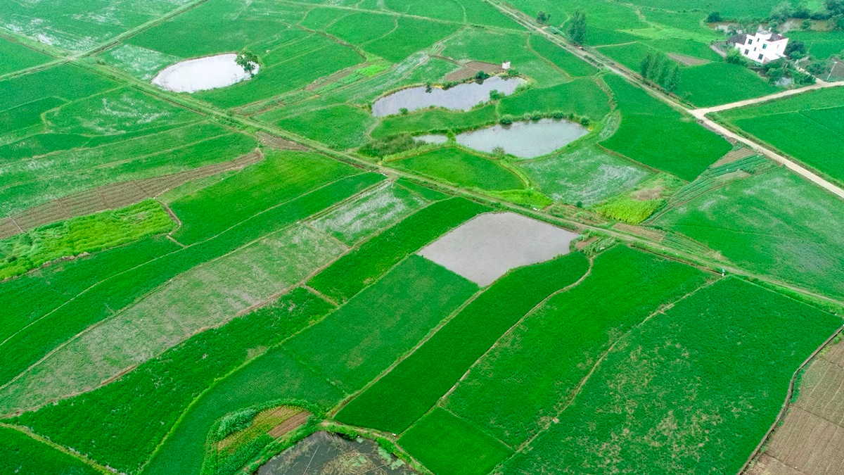 Looking back at the traditional wisdom provides insight into future solutions to sustainable and resilient rice farming