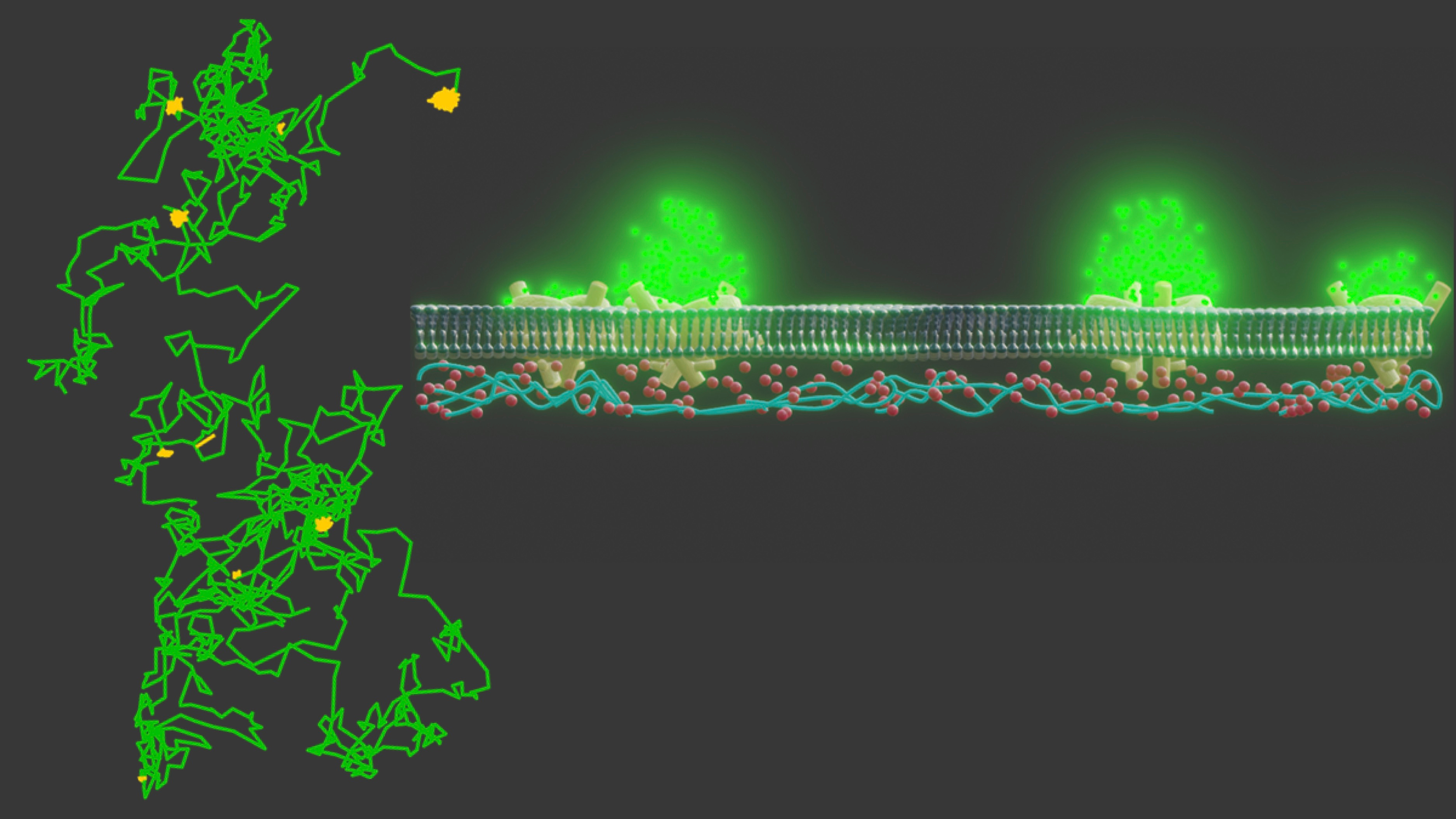 Optical single-channel recordings reveal correlation between lateral protein diffusion and channel activity of TOM
