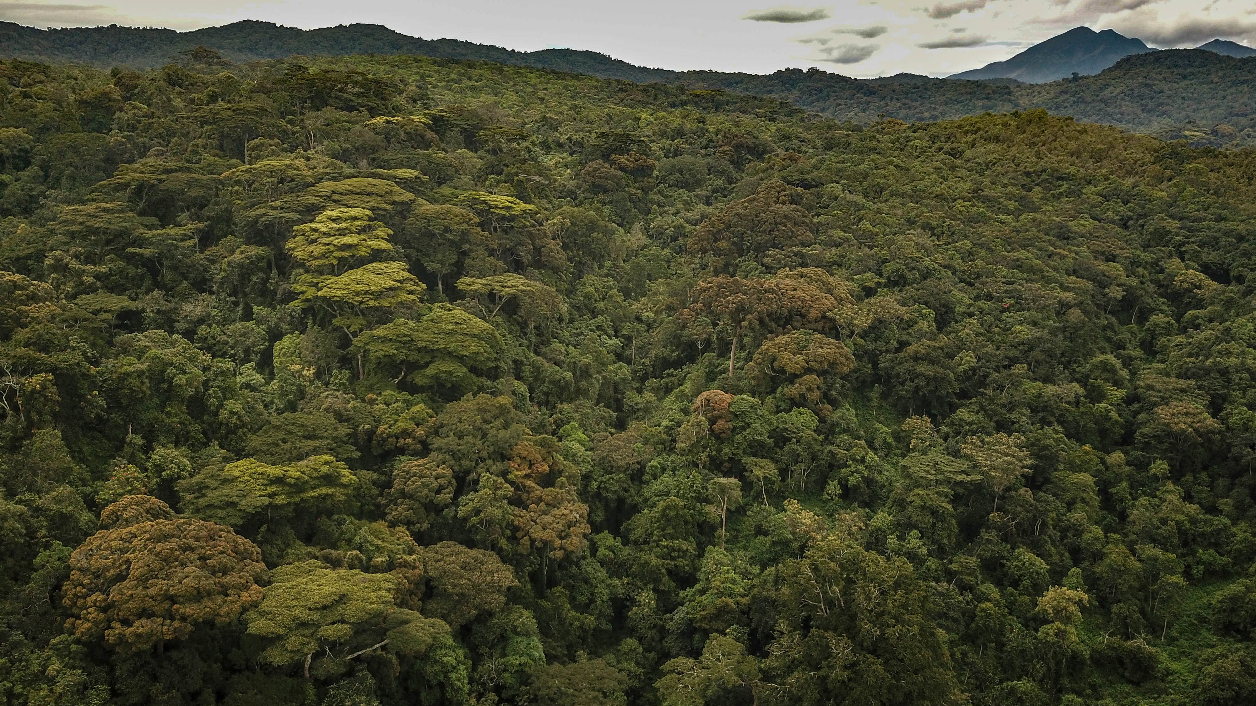 Measuring greenhouse gases from tropical forest soils of the Congo Basin