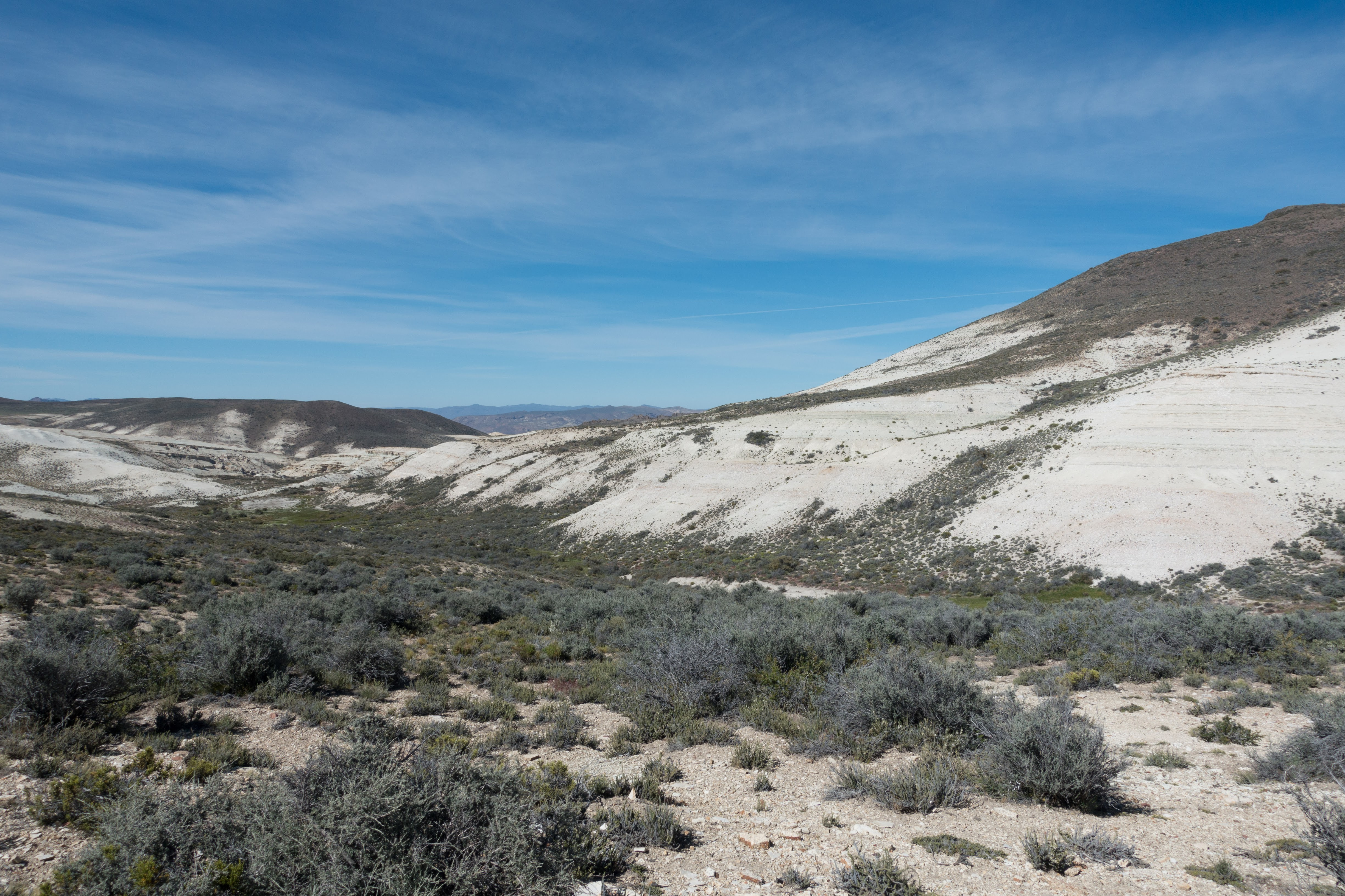Sixty six million years of insects feeding on kauris
