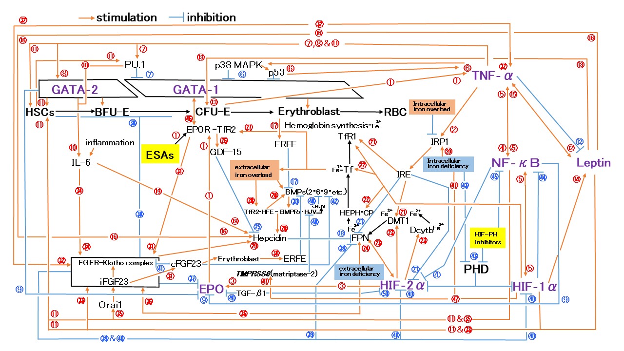 New hypothesis: “Six-factor theory of erythropoiesis control” HIF-PH inhibitors correct TNF-α over-induction in ESA-resistant anemia.