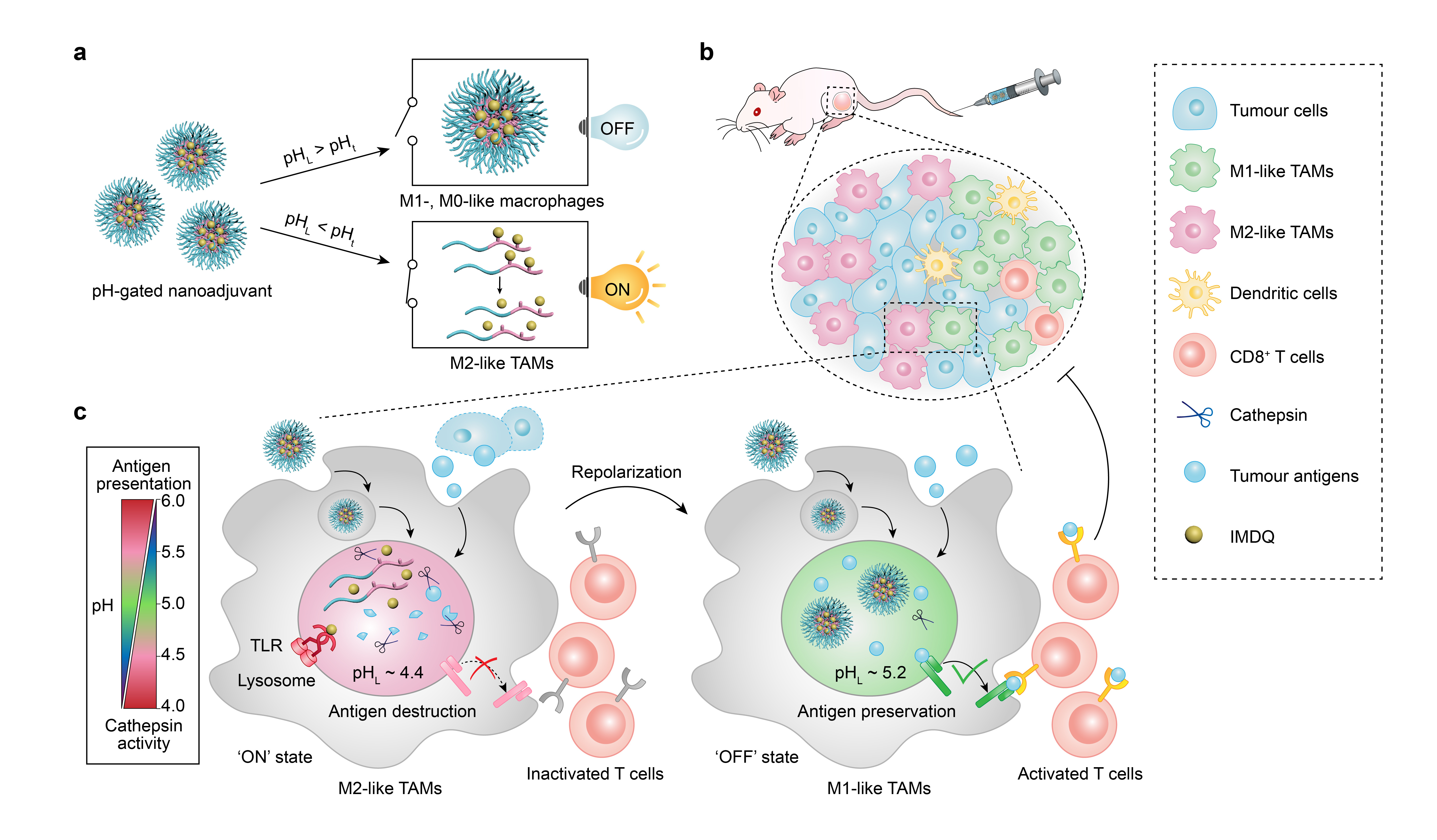 Precise regulation of the hyperacidic lysosomes in M2-like macrophages to achieve macrophage-based tumour immunotherapy