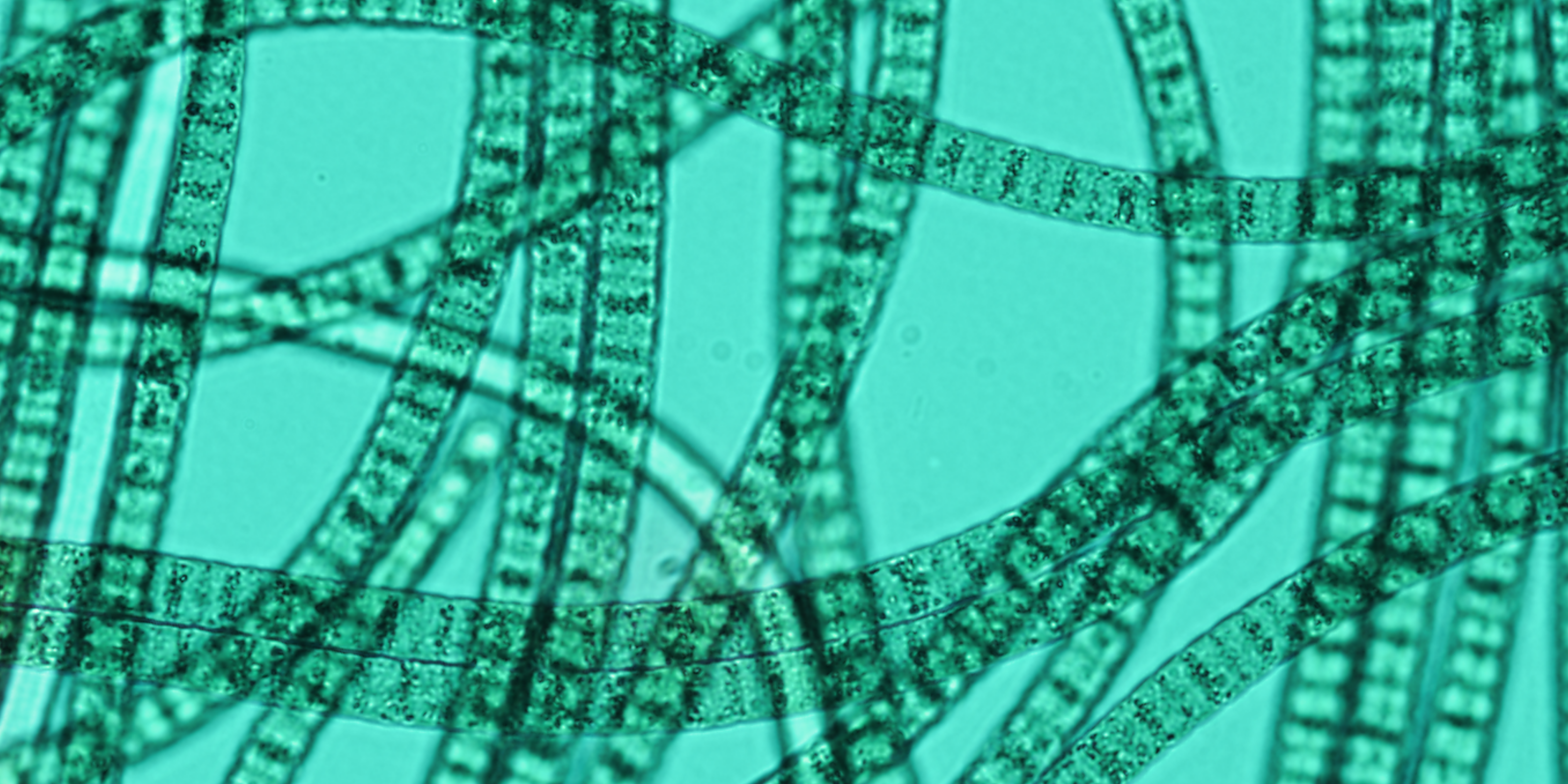 ‘You can’t get there from here:’ Birth of a biotech platform