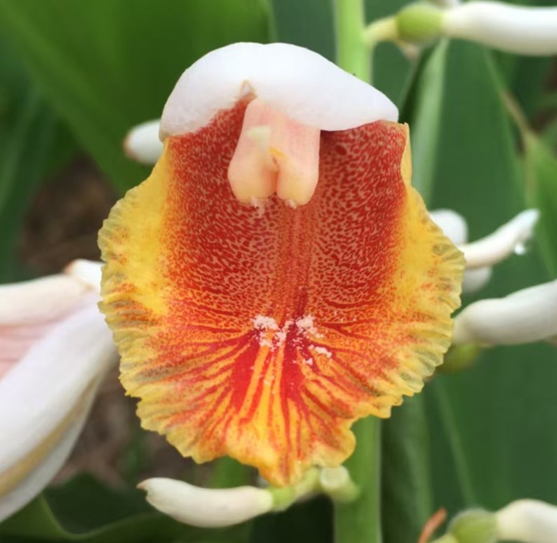 Go to the profile of Jian-Li Zhao