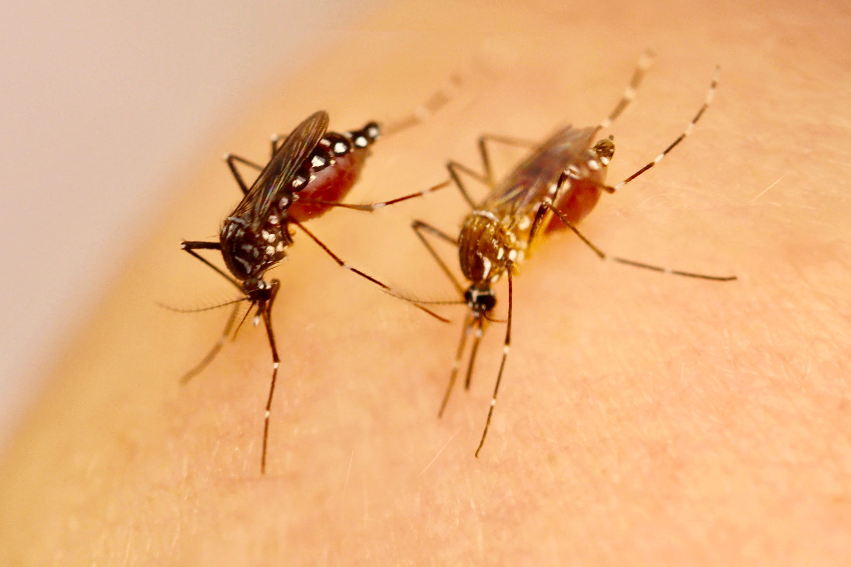 Traces of human specialization in the genome of the yellow fever mosquito