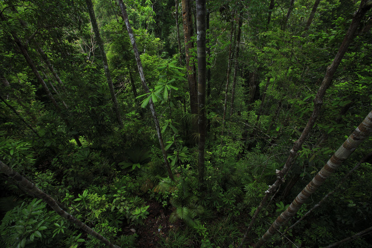 Is the growth-mortality trade-off a general law of tropical forest ecology?