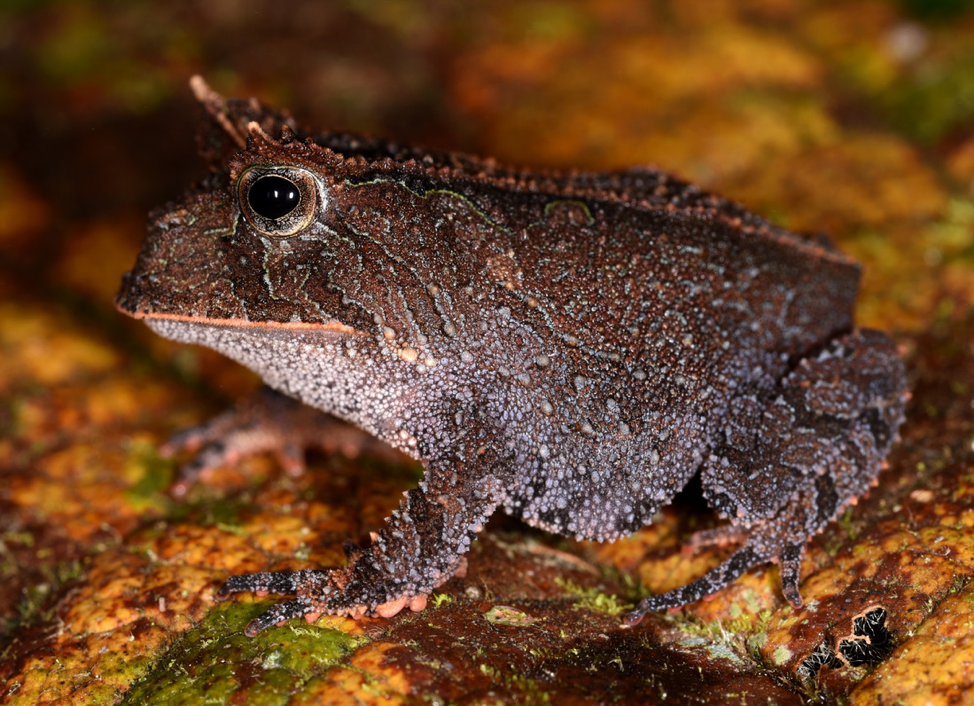 Climate Drives Amphibian Skin Microbiology at the Global Scale