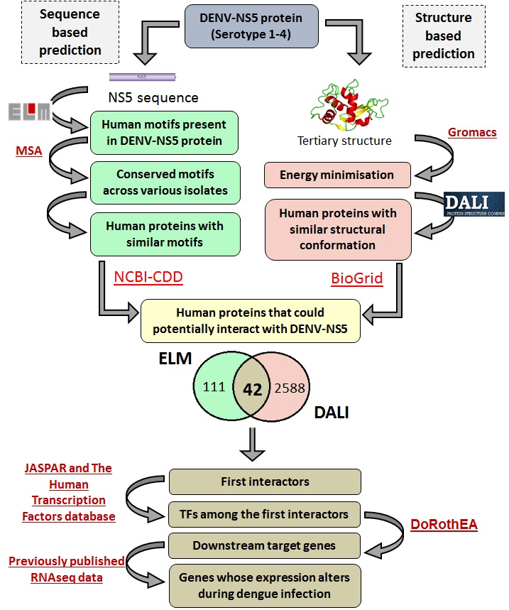 A multi-faceted effector: The RNA-dependent RNA polymerase of dengue virus