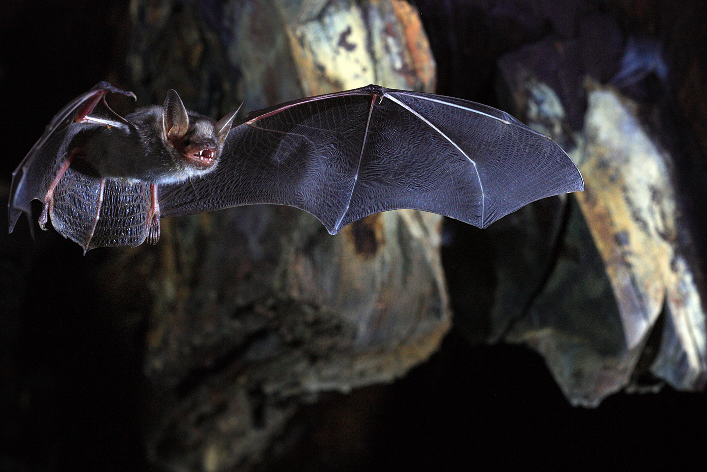 Limiting the Damage: Molecular Basis of Extended Healthspan in Bats