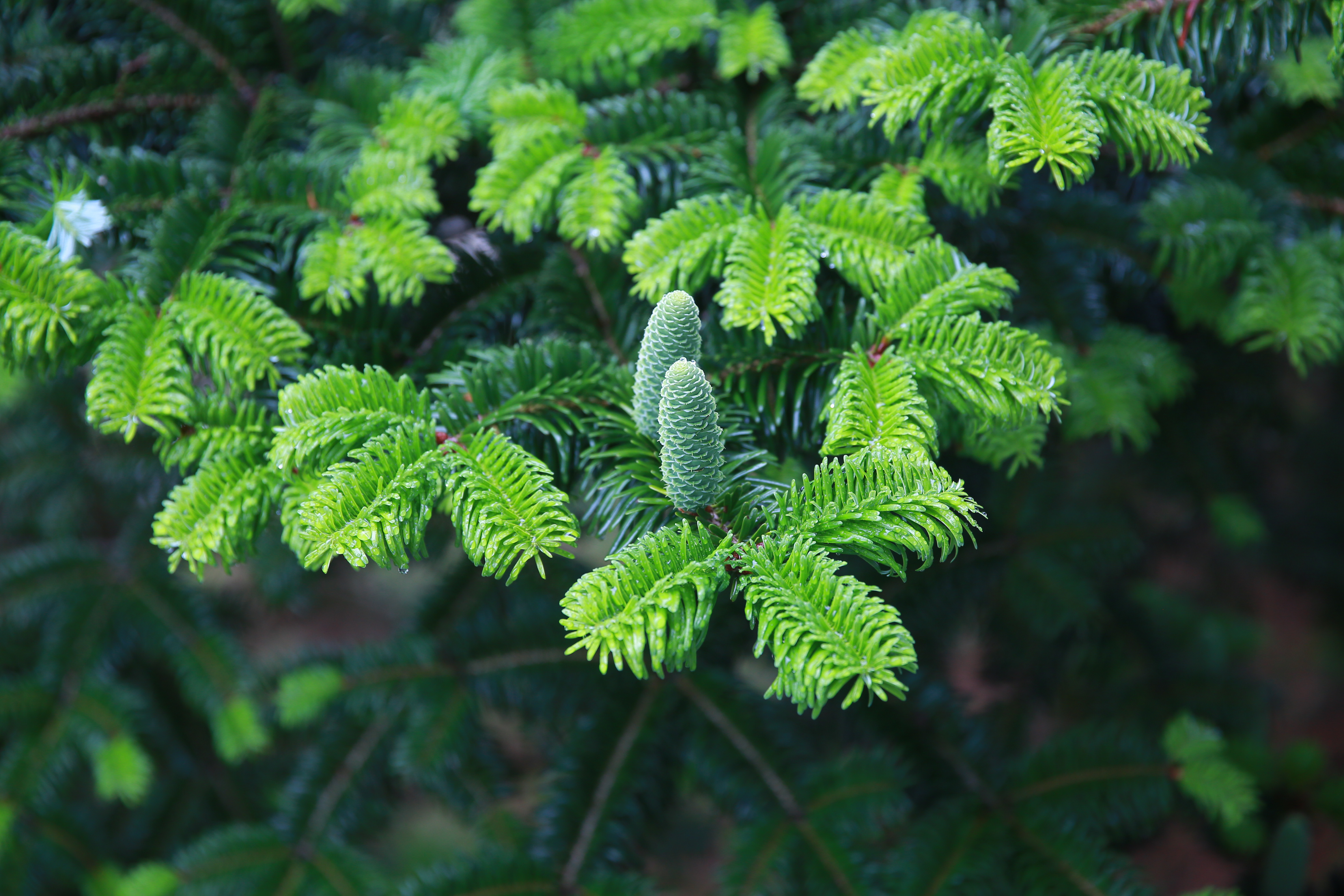 The relict fir tree Abies beshanzuensis hosts a changeable endophytic fungus