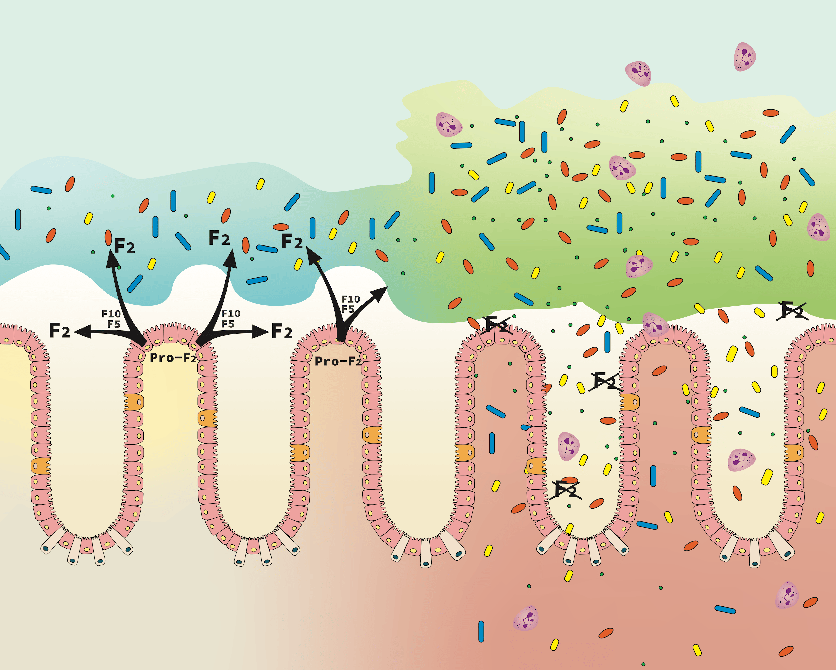 Epithelial Thrombin Shields Host Tissues From Microbiota Biofilms