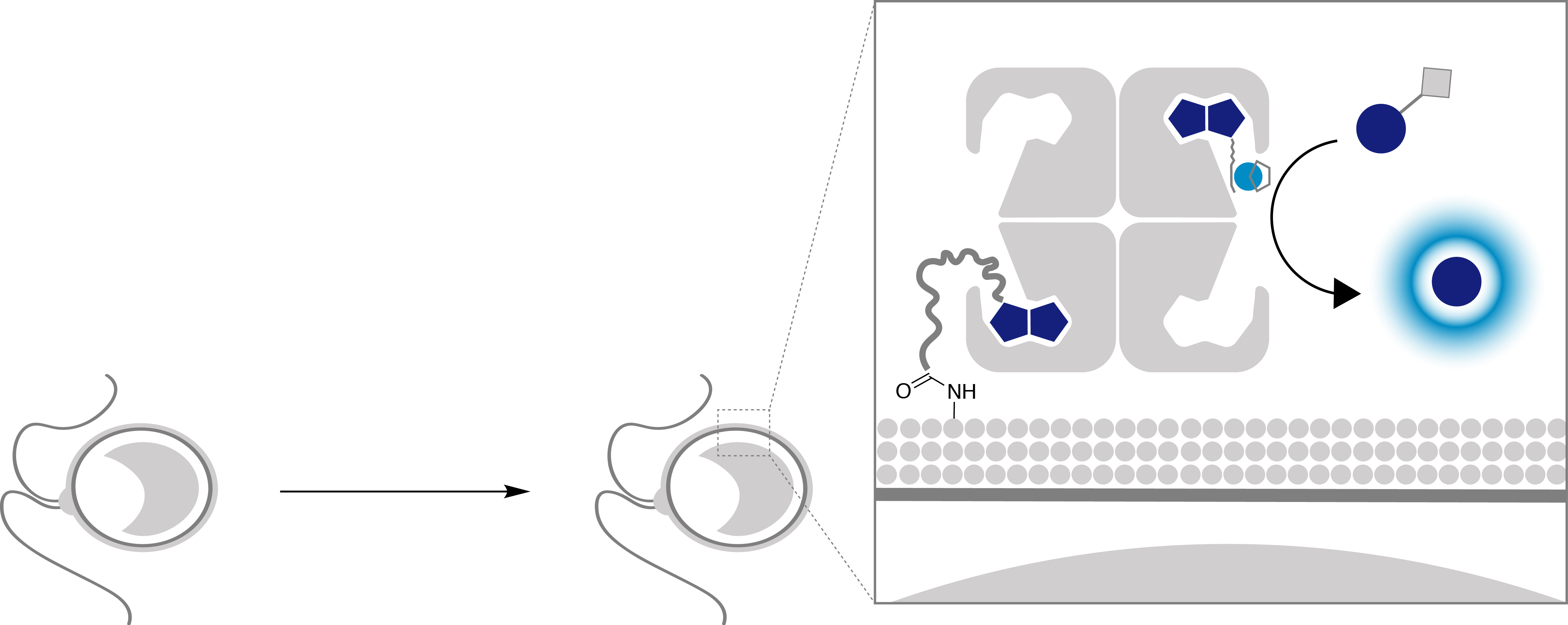 Implementing new chemistry on the cell surface