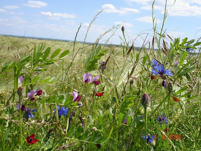 Wanted! Better methods to guide the agroecological transition of our food systems