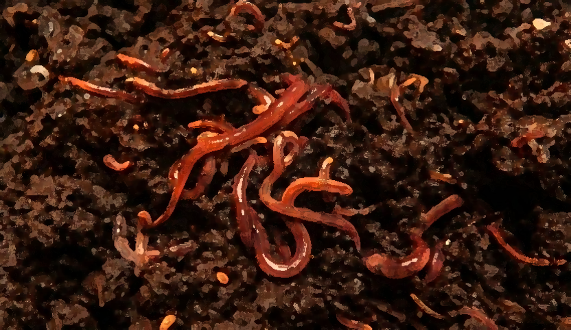 Soil biodiversity: slimy… yet satisfying 