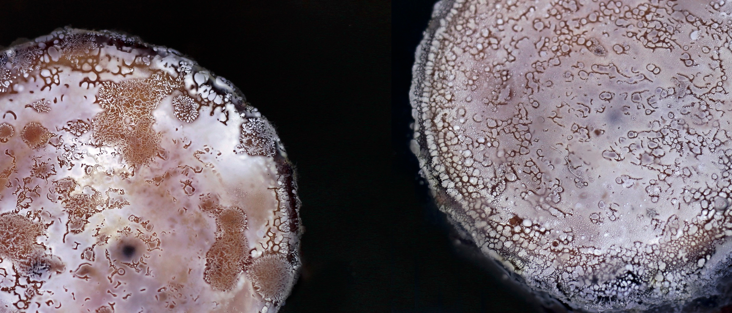 The quest for the ultra-rare biosphere