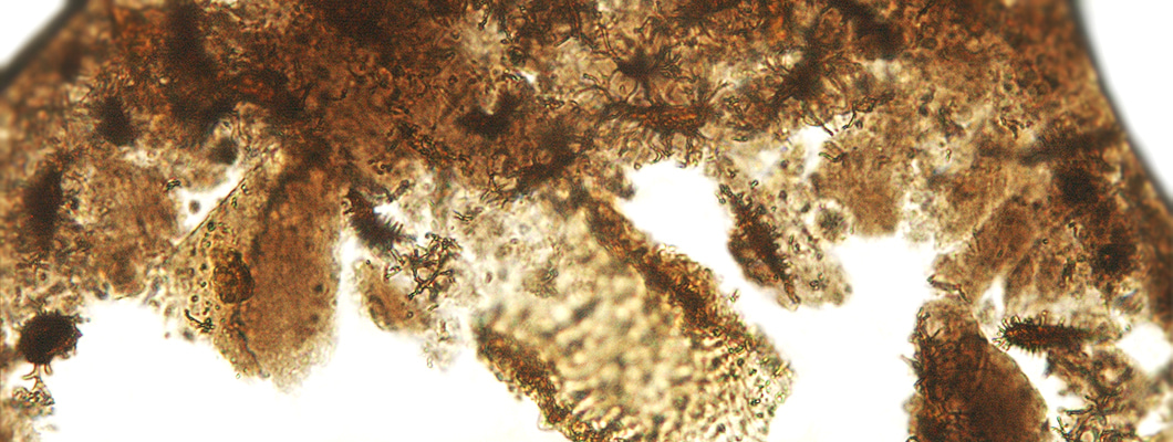 Soft tissues survive in Mesozoic vertebrate remains through chemical transformation 