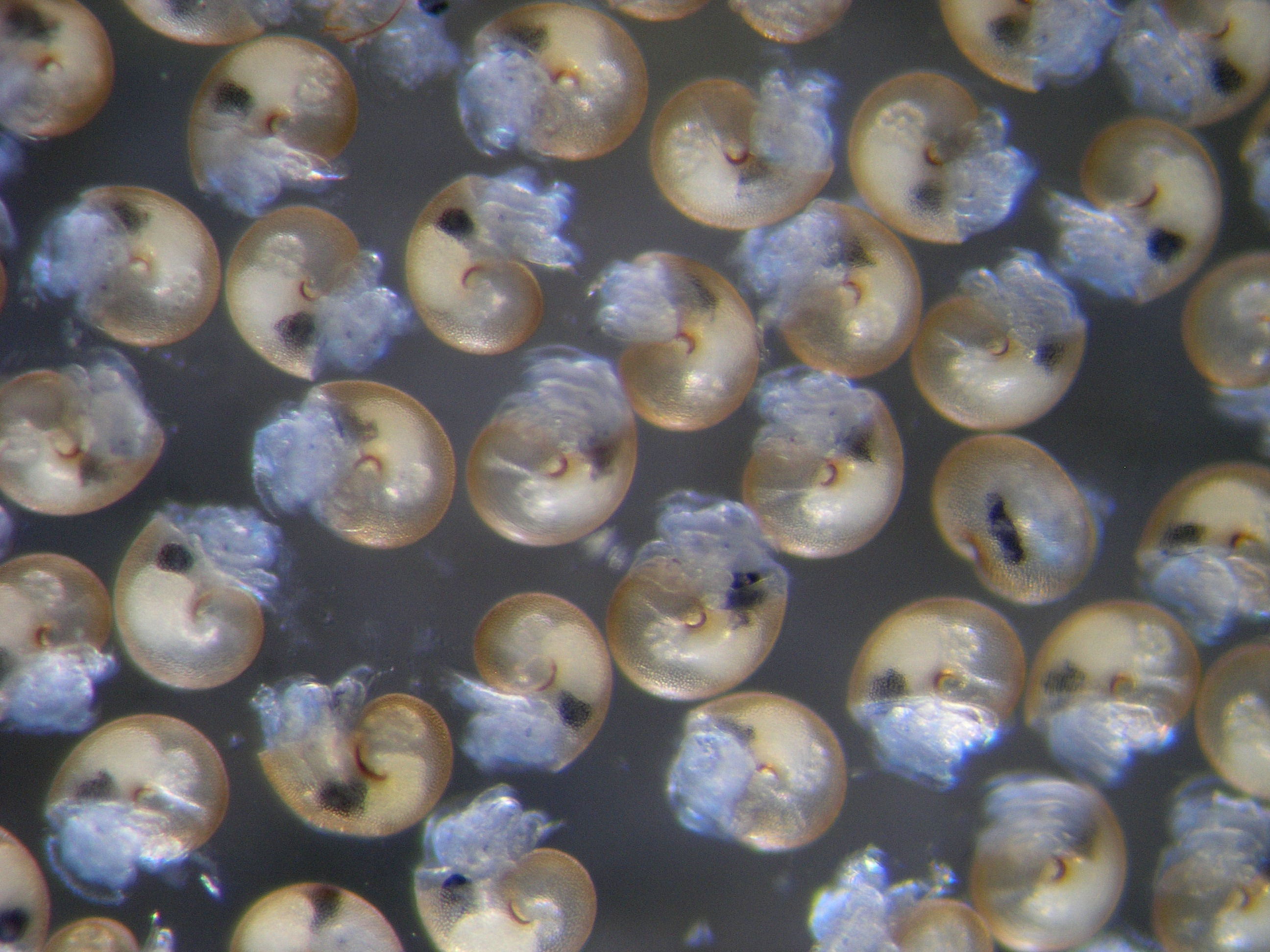 An important new step for understanding how ocean acidification will affect marine ecosystems