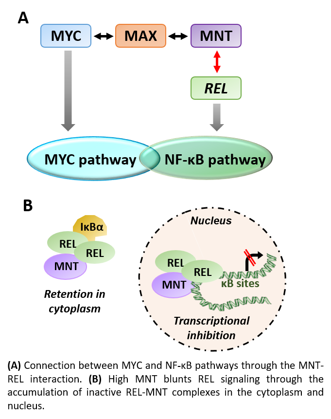 MNT at the crossroad between MYC and NF-κB pathways