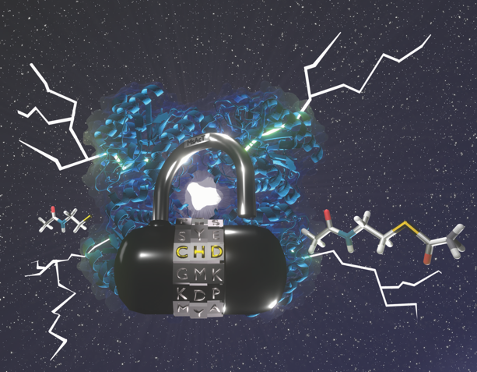 A S-uper enzyme: how tweaking catalytic residues can unlock new chemistry