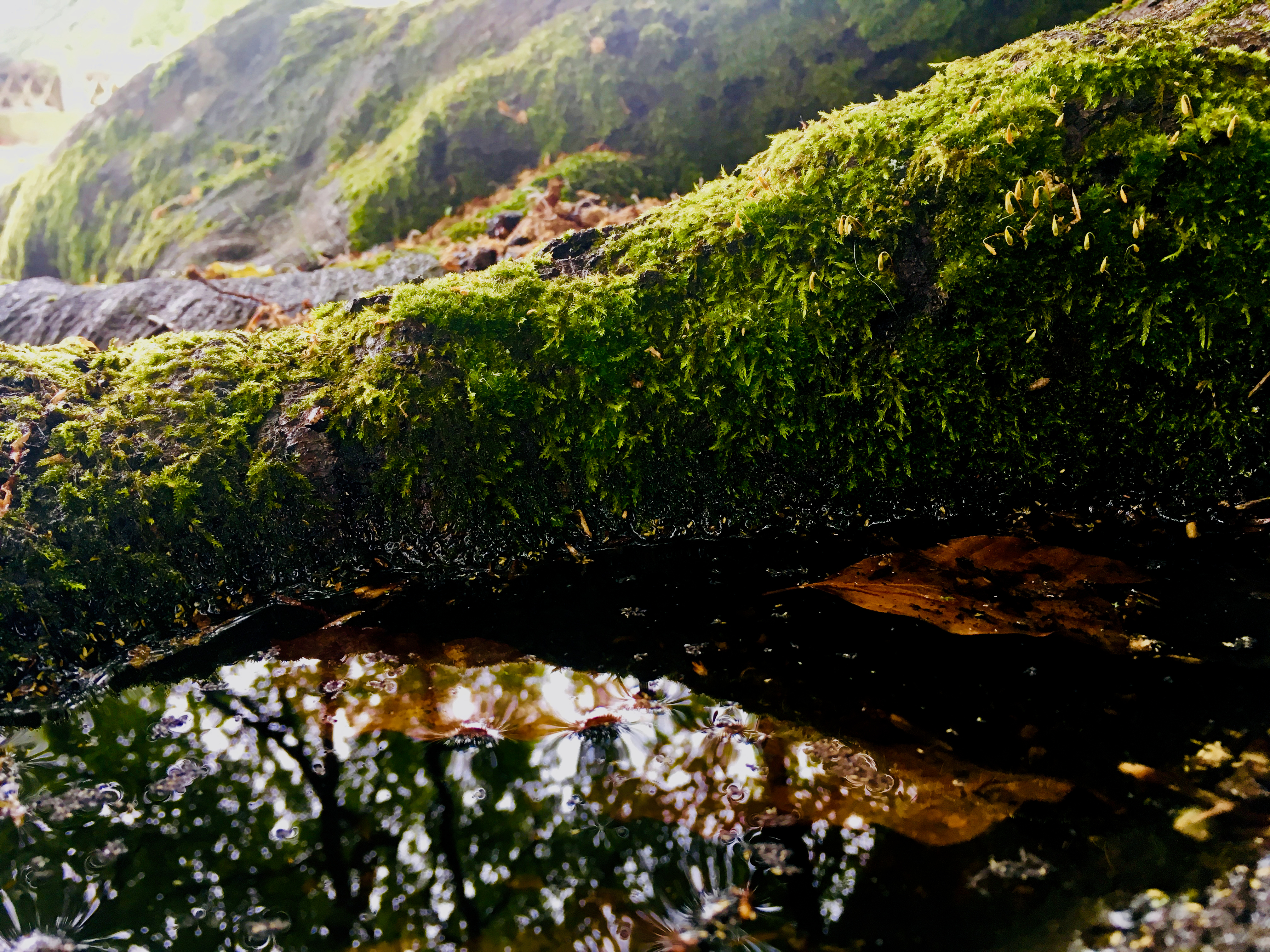 Community Evolution: Trying to understand adaptation in a complex world