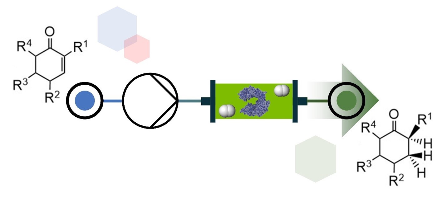 Electro-driven biocatalysis for flavin-dependent ene-reduction in a flow system