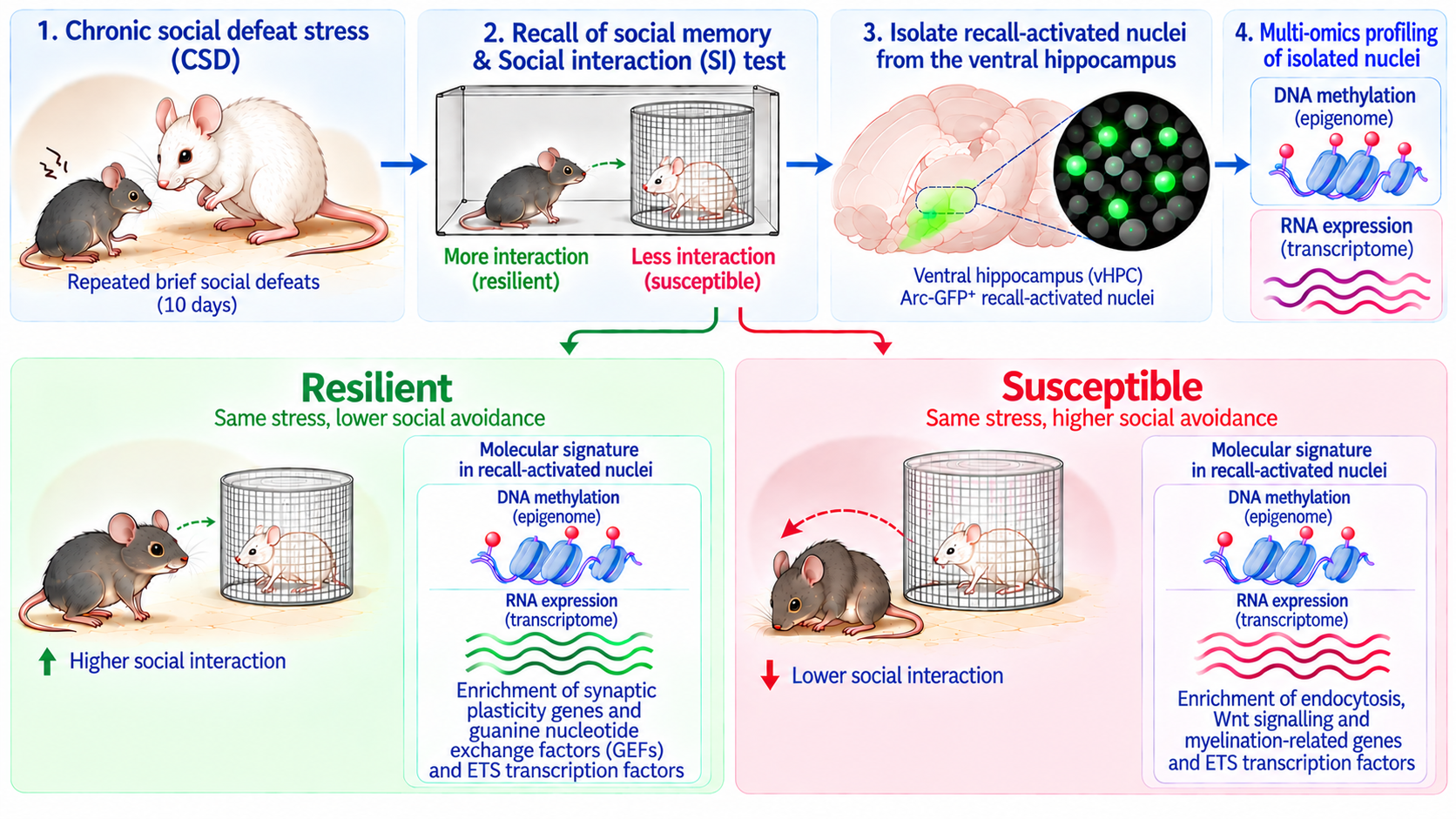 Rejected and Revived: When Investigating Resilience Became a Lesson in Resilience