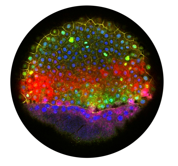 Spatial reconstruction of single-cell gene expression data.