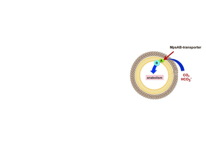 A bicarbonate concentrating system is important for Staphylococcus aureus’s growth
