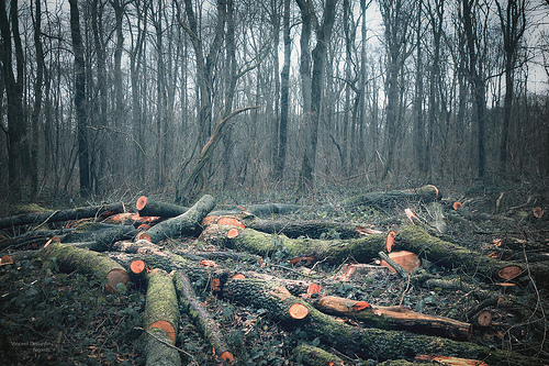 Human Impact on Ecosystems