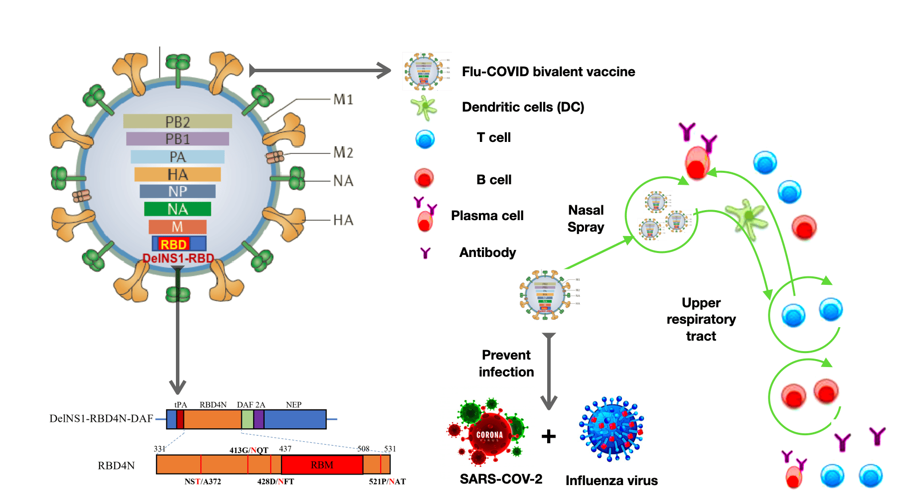 Two Birds With One Stone: An Effective Vaccine That Protect Against Both  SARS-CoV-2 and Influenza
