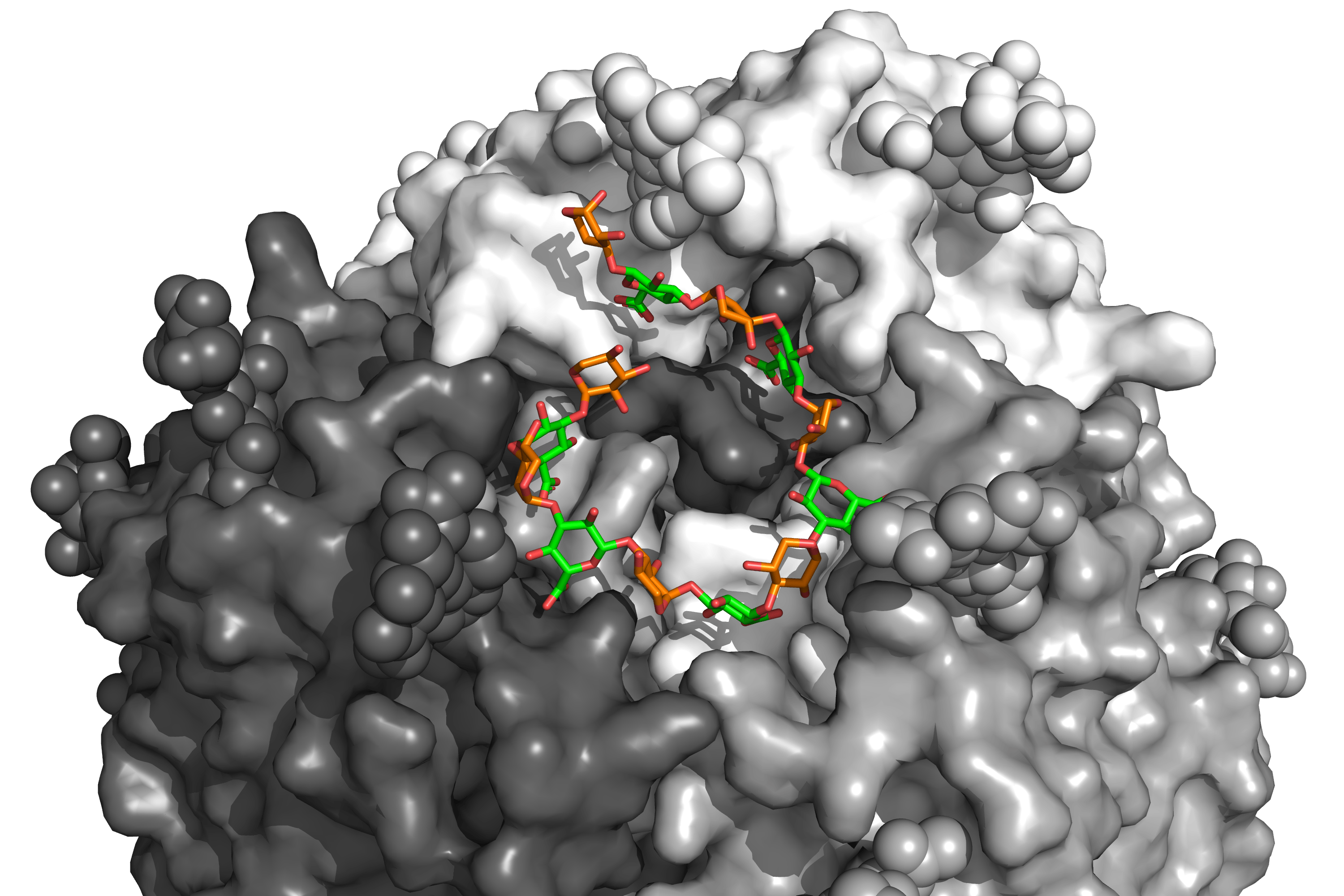 A perfectly timed exit: the Lassa virus’ clever strategy to protect its spike protein  