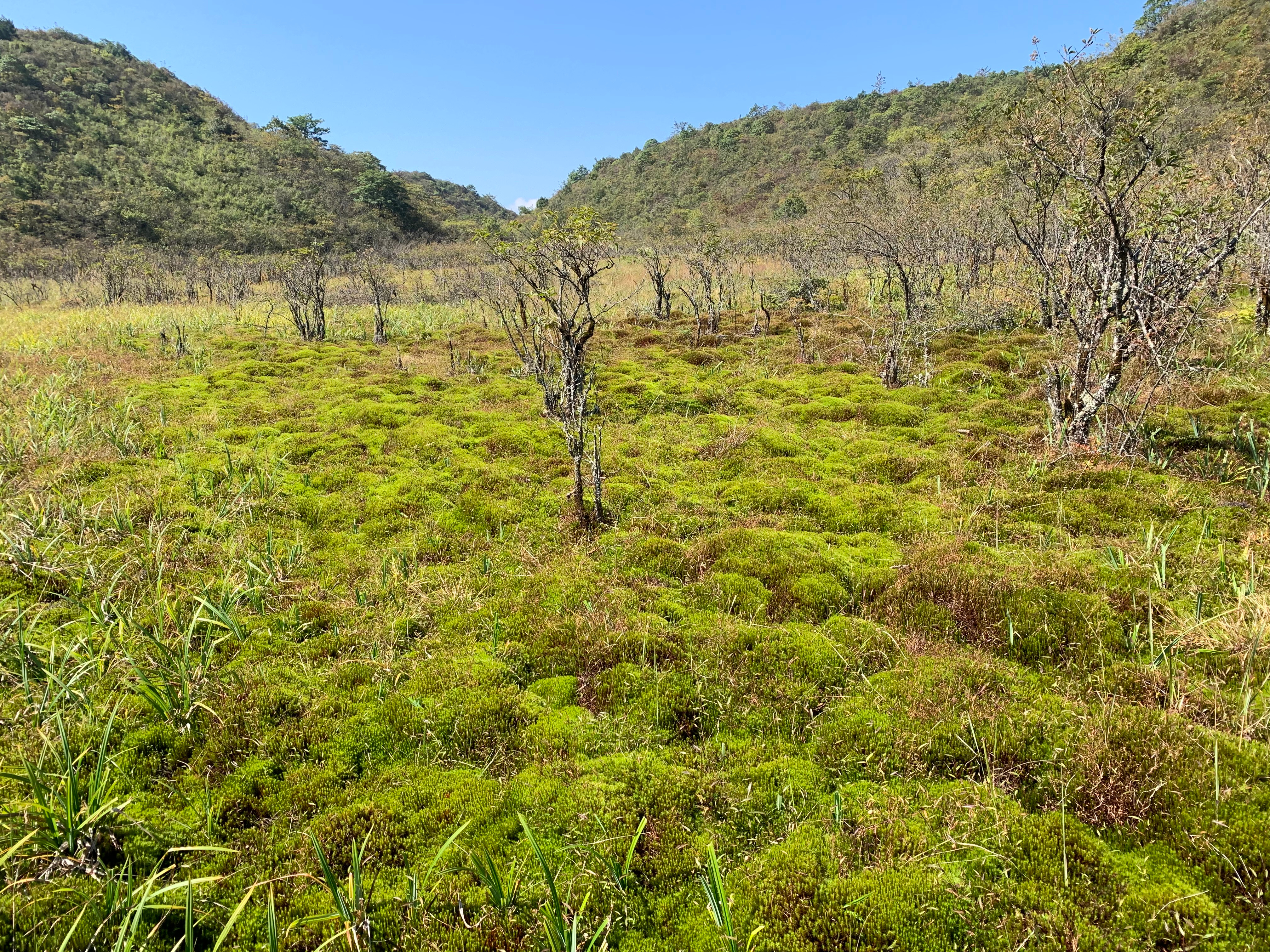 A natural alliance: how plant community changes and microbial responses stabilized peatland carbon in a drying climate