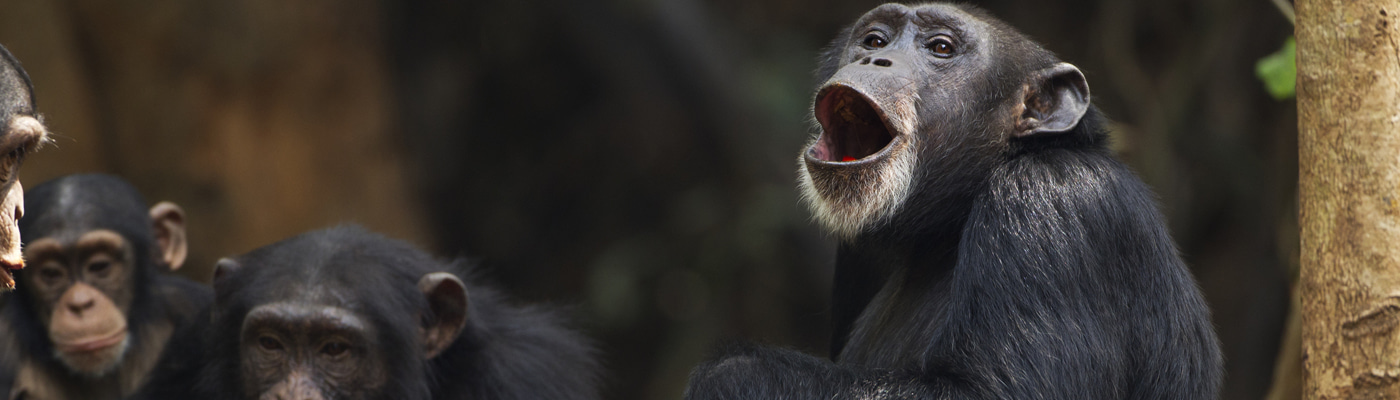 Editor's Choice collection: Primatology