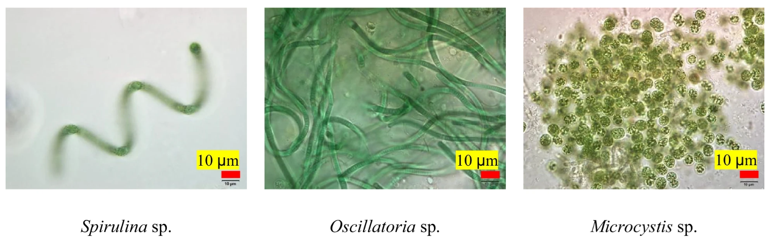 Following the environmental consequences of a microalgal biofertilizer