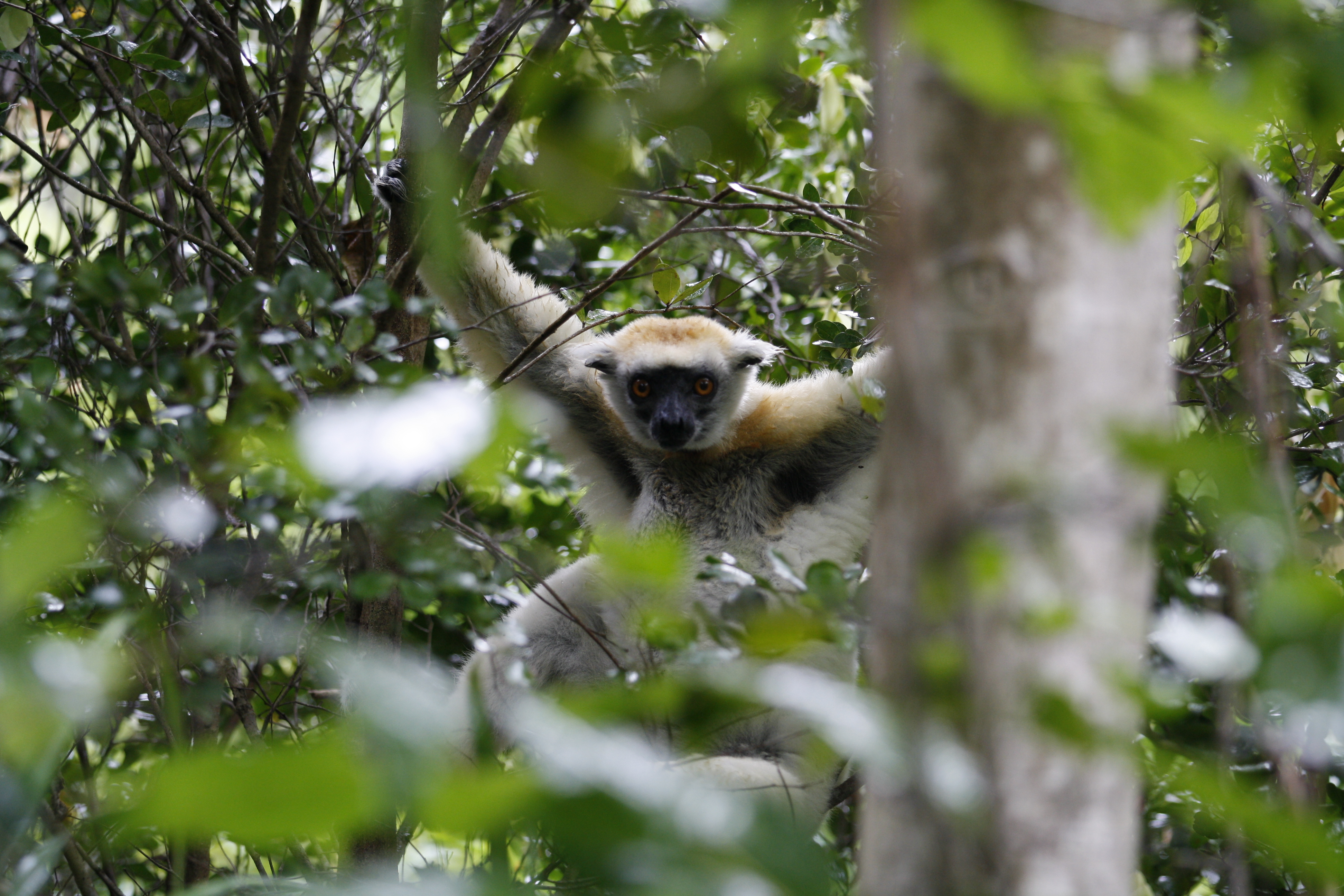 Extant & extinct (giant) Malagasy lemurs
