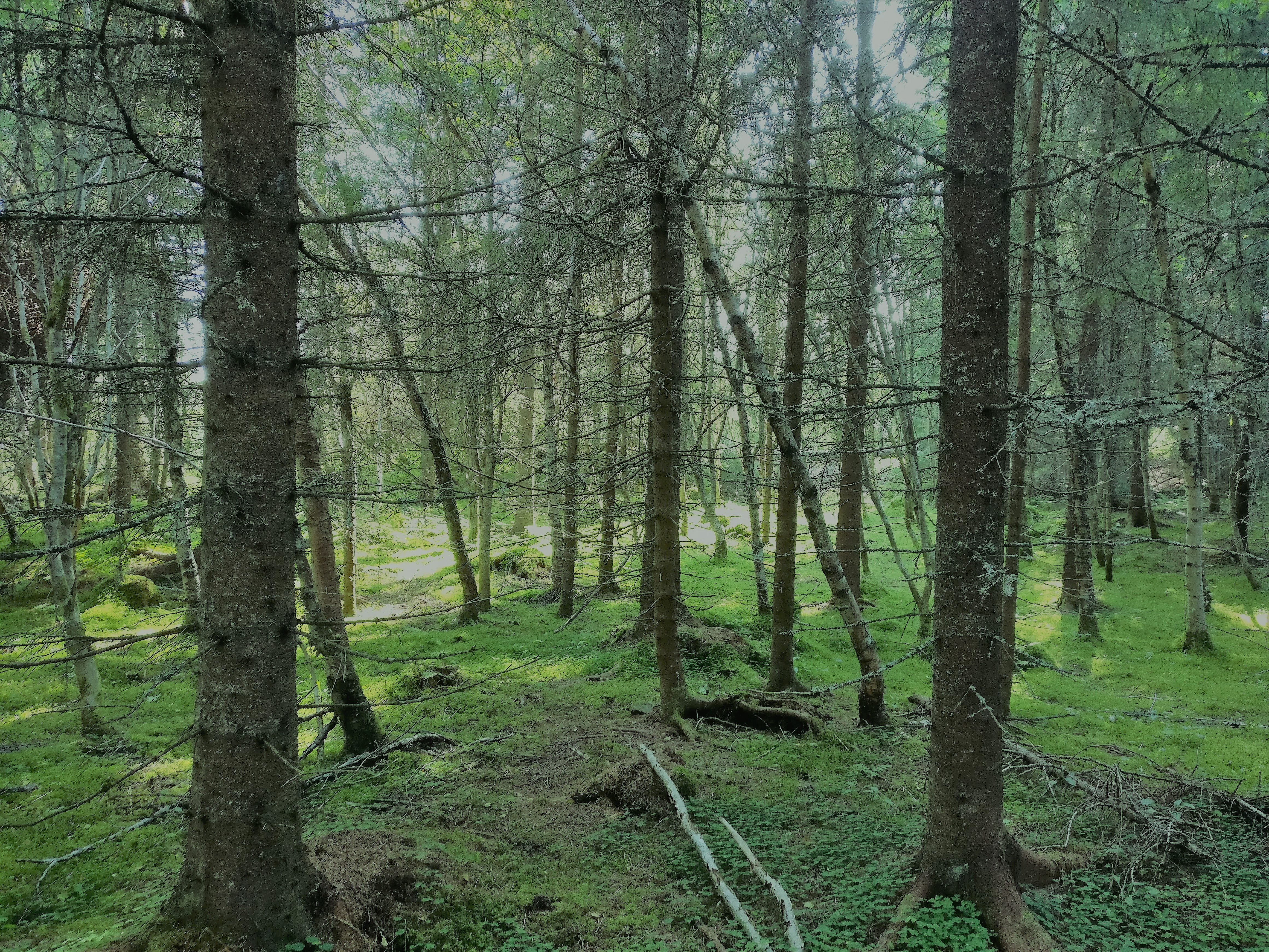 Could forests make flying sustainable?