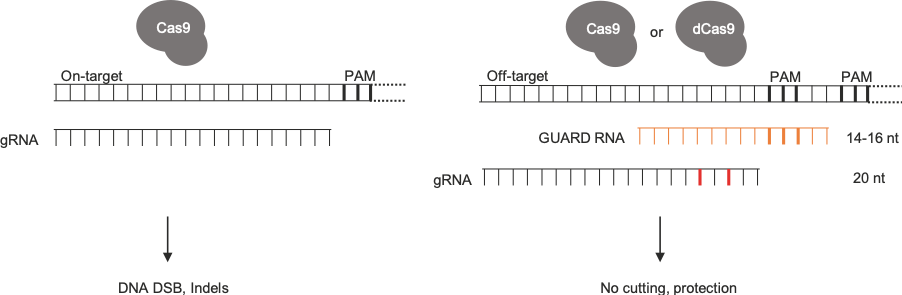 CRISPR-Cas9 off-targets guarded by short guide RNAs