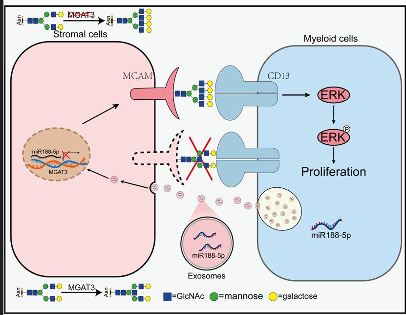 The "sweet" crosstalk between marrow stroma and malignant cells
