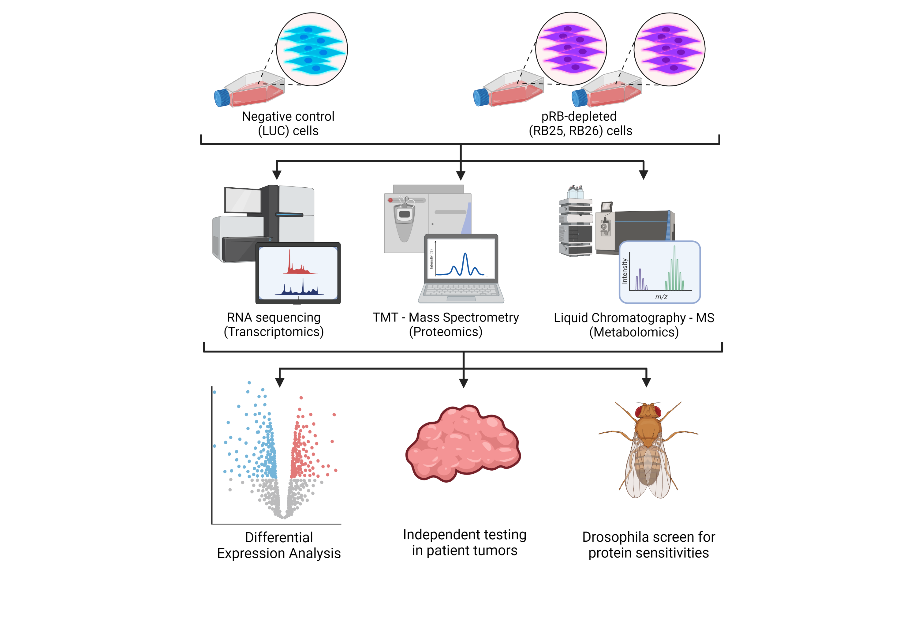 How does pRB-depletion alter diploid, non-tumorigenic human cells?