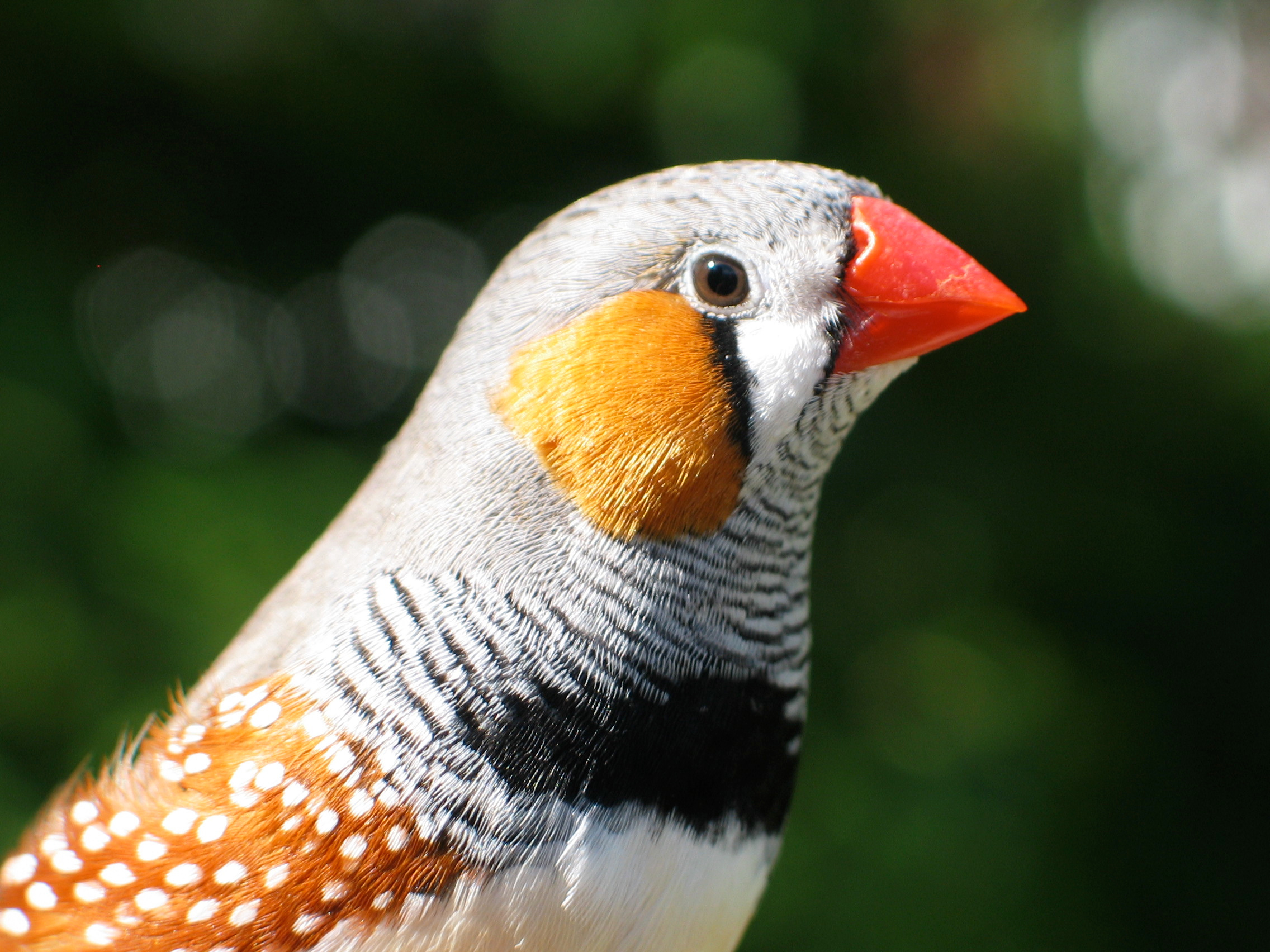 A sex-linked supergene controls sperm morphology and swimming speed in a songbird