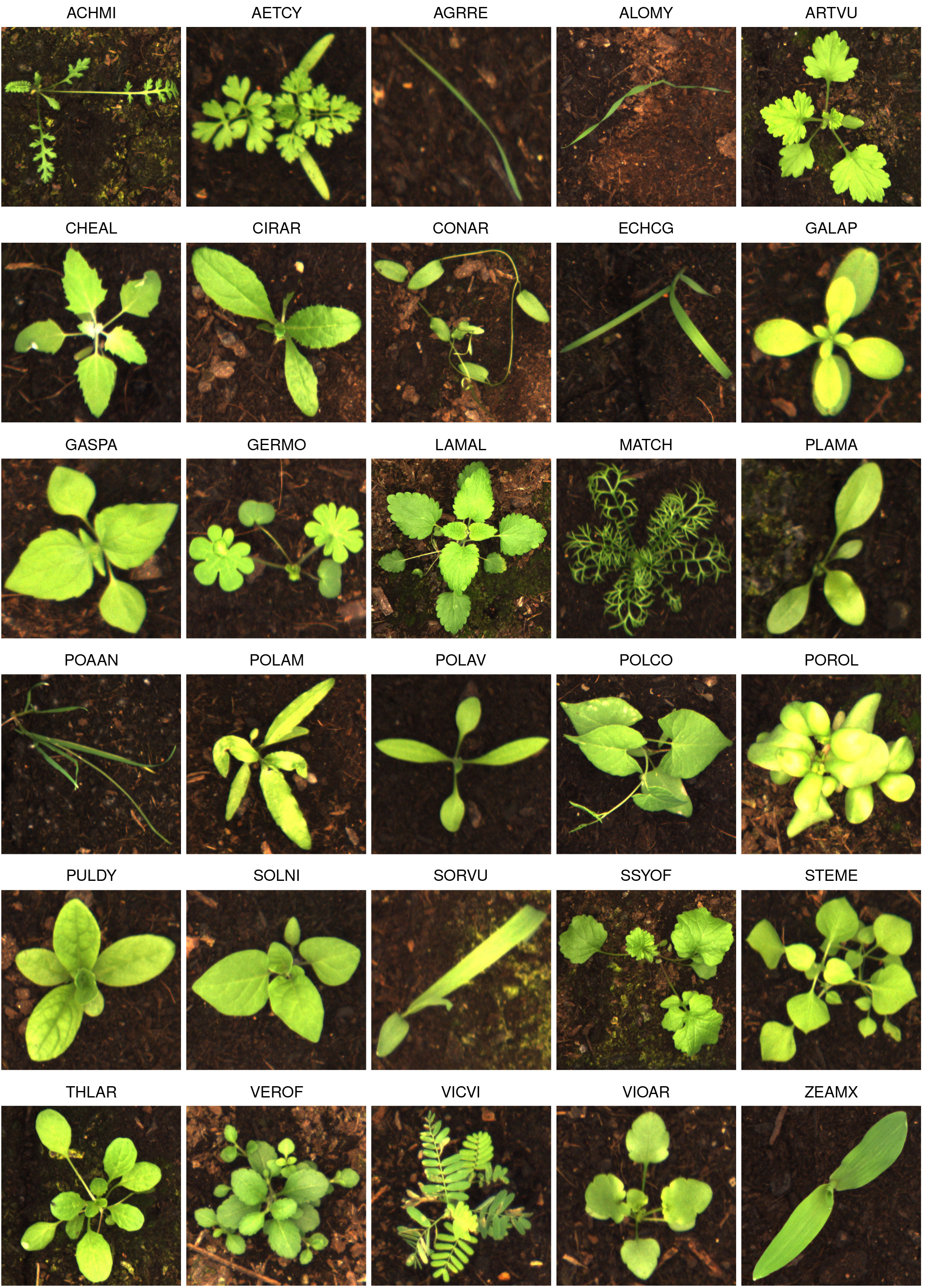 Manually annotated and curated dataset of diverse weed species in maize and sorghum for computer vision