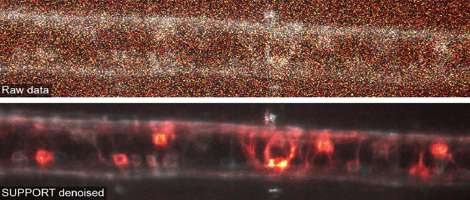 Statistically unbiased prediction enables accurate denoising of voltage imaging data