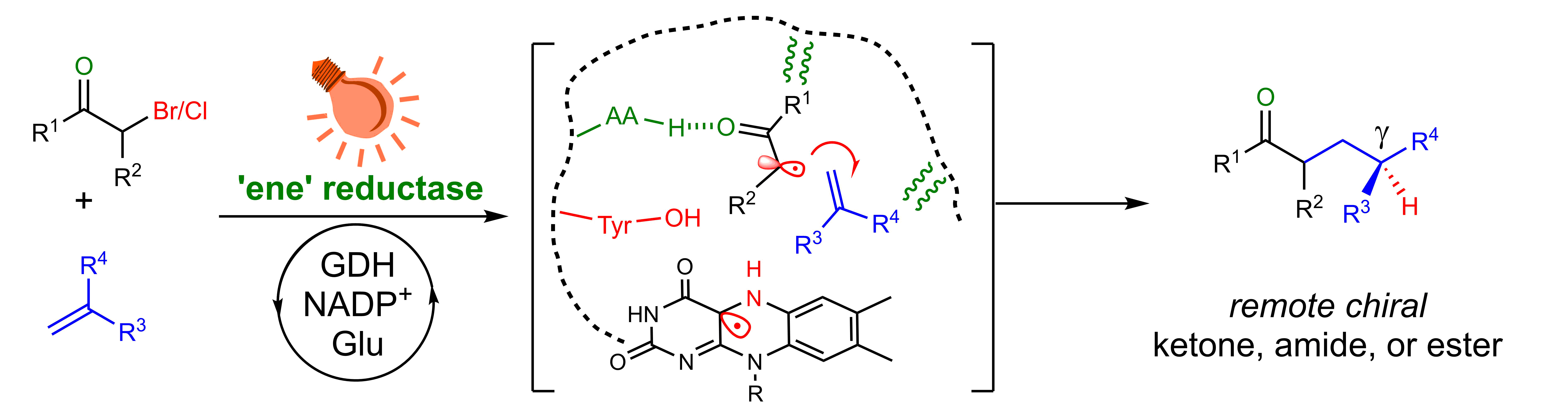 Illuminating ‘ene’ reductases for a new-to-nature transformation