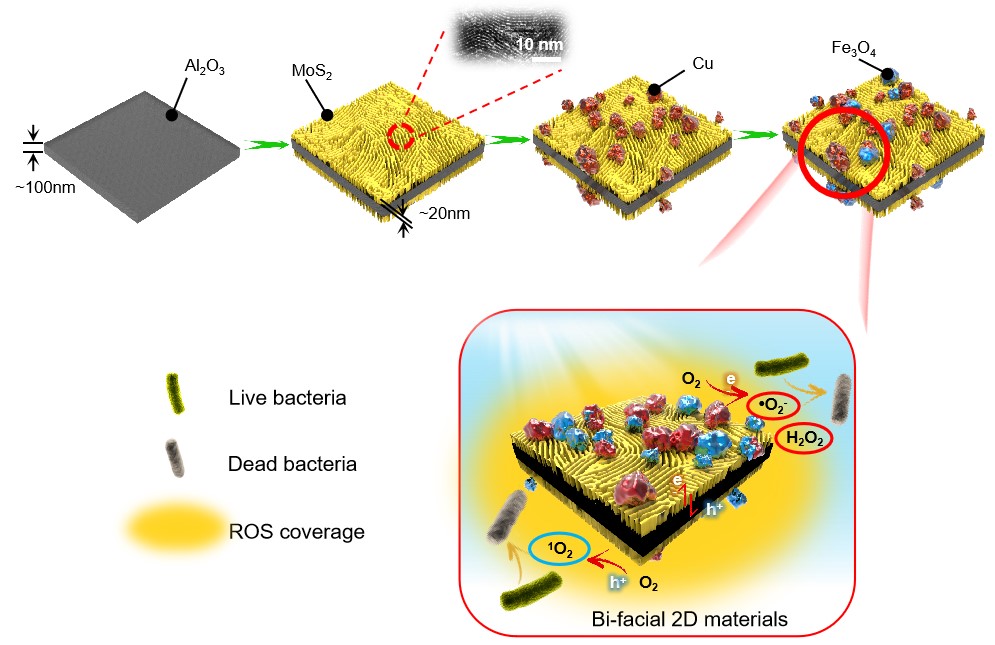 Solar-driven Efficient Heterogeneous Subminute Water Disinfection Nanosystem Assembled with Fingerprint MoS2